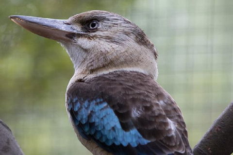 Australian Wildlife Tour At Melbourne Zoo - Melbourne Tourism 1