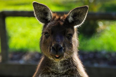 Ballarat Wildlife Park - Melbourne Tourism 1