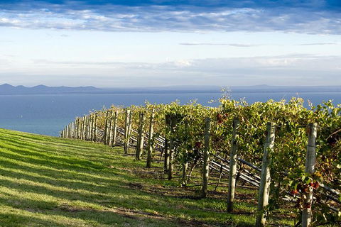 Around The Bay Food And Wine Taste Trail - Melbourne Tourism 5