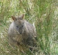 Leven Canyon Day Trip Including Wings Wildlife Park or Gunns Plains Caves from Devonport Ulverstone or Burnie - Melbourne Tourism