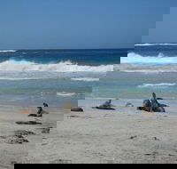 Kangaroo Island in a Day Tour from Adelaide - Melbourne Tourism