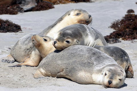 Small-Group Kangaroo Island 4WD Tour From Adelaide - Melbourne Tourism 1