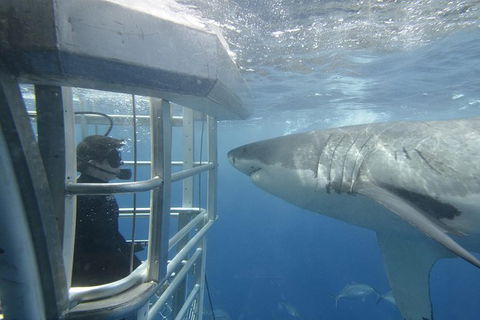 White Shark Tour With Optional Cage Dive From Port Lincoln - Melbourne Tourism 2