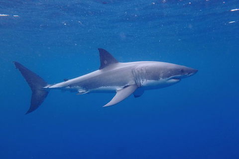 White Shark Tour With Optional Cage Dive From Port Lincoln - Melbourne Tourism 5