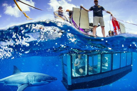 White Shark Tour With Optional Cage Dive From Port Lincoln - Melbourne Tourism 3