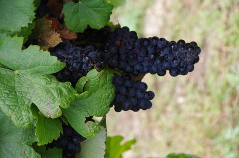 Barossa Valley Wineries Tour With Tastings And Lunch From Adelaide - Melbourne Tourism 5