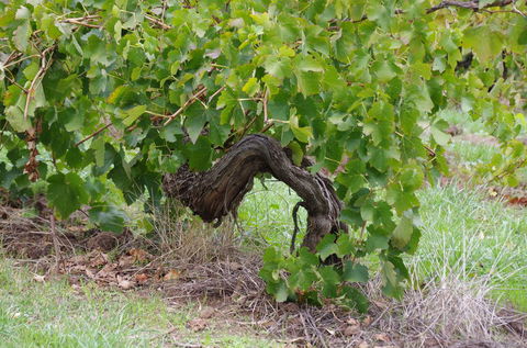 Barossa Valley Wineries Tour With Tastings And Lunch From Adelaide - Melbourne Tourism 7