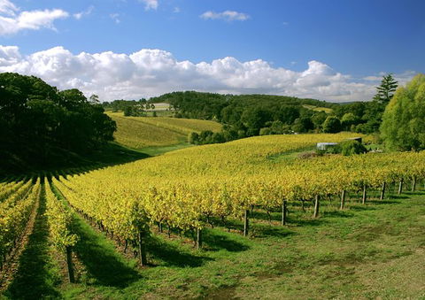 McLaren Vale And Glenelg Wine Tasting And Sightseeing (Half-day Afternoon) - Melbourne Tourism 3