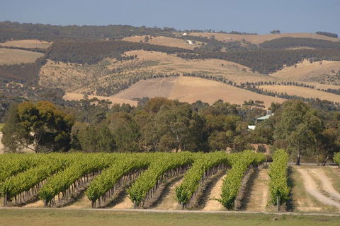 McLaren Vale And Glenelg Wine Tasting And Sightseeing (Half-day Afternoon) - Melbourne Tourism 9