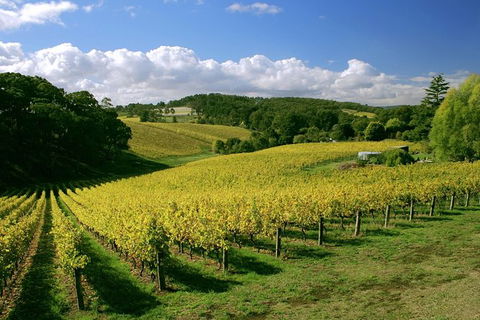 McLaren Vale And Glenelg Wine Tasting And Sightseeing (Half-day Afternoon) - Melbourne Tourism 6