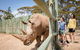 Rhino Interactive And A Day At Monarto Safari Park - thumb 0