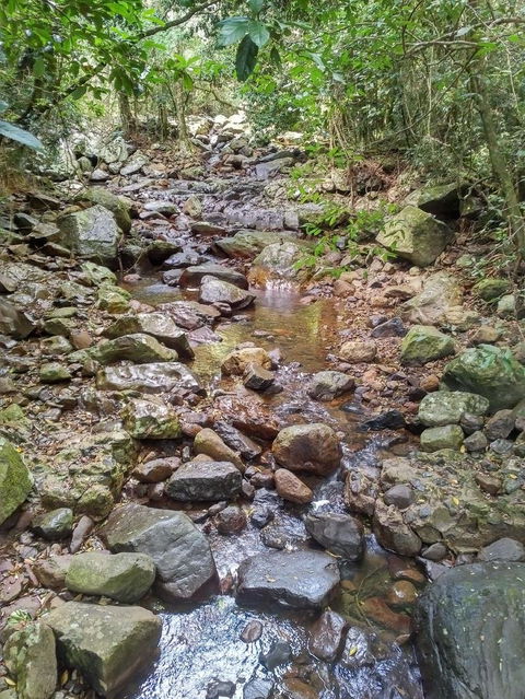 Springbrook AndTamborine Rainforest Tour Incl Natural Bridge And Glow Worm Cave - Melbourne Tourism 4