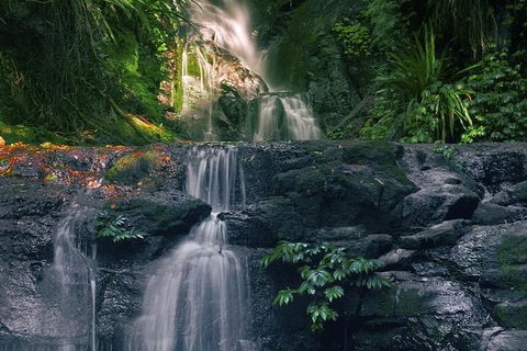 Springbrook AndTamborine Rainforest Tour Incl Natural Bridge And Glow Worm Cave - Melbourne Tourism 1