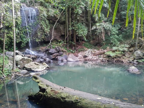 Springbrook AndTamborine Rainforest Tour Incl Natural Bridge And Glow Worm Cave - Melbourne Tourism 3