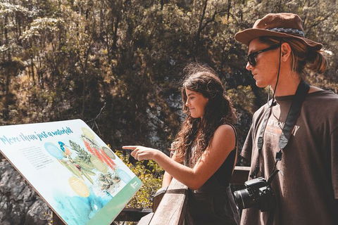 Springbrook AndTamborine Rainforest Tour Incl Natural Bridge And Glow Worm Cave - Melbourne Tourism 18