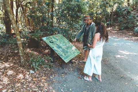 Springbrook AndTamborine Rainforest Tour Incl Natural Bridge And Glow Worm Cave - Melbourne Tourism 16