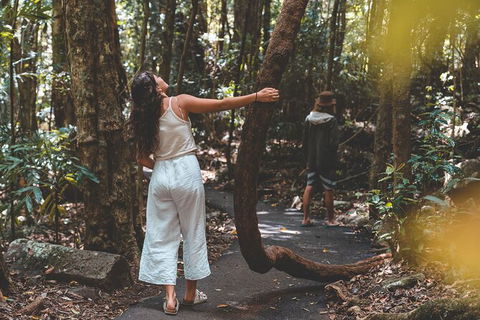 Springbrook AndTamborine Rainforest Tour Incl Natural Bridge And Glow Worm Cave - Melbourne Tourism 12