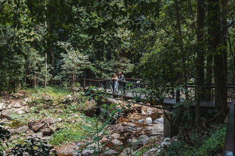 Springbrook AndTamborine Rainforest Tour Incl Natural Bridge And Glow Worm Cave - Melbourne Tourism 19