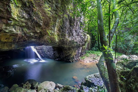 Springbrook AndTamborine Rainforest Tour Incl Natural Bridge And Glow Worm Cave - Melbourne Tourism 8