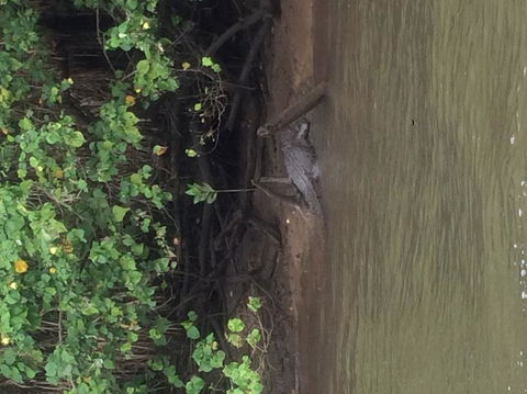 Cape Tribulation, Mossman Gorge, And Daintree Rainforest Day Trip From Cairns Or Port Douglas - Melbourne Tourism 5