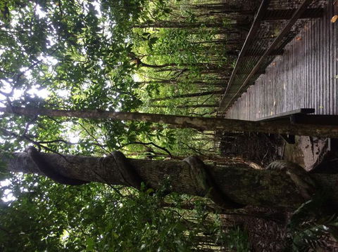 Cape Tribulation, Mossman Gorge, And Daintree Rainforest Day Trip From Cairns Or Port Douglas - Melbourne Tourism 2