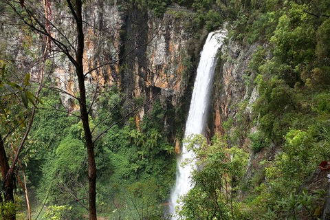 World Heritage Springbrook National Park Tour Including Natural Bridge - Melbourne Tourism 1