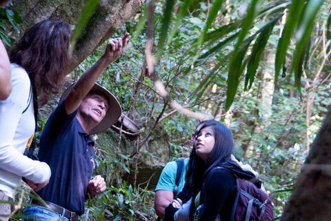 World Heritage Springbrook National Park Tour Including Natural Bridge - Melbourne Tourism 7