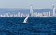 Half-Day Whale Watching And Canal Cruise From Surfers Paradise - thumb 1