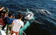 Half-Day Whale Watching And Canal Cruise From Surfers Paradise - thumb 0