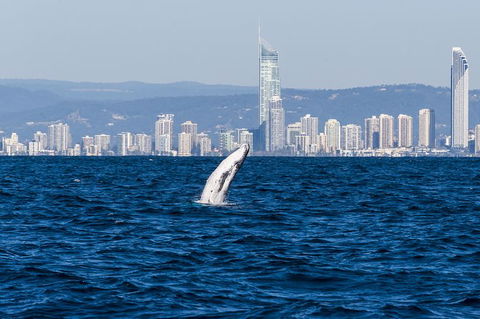 Half-Day Whale Watching And Canal Cruise From Surfers Paradise - Melbourne Tourism 8