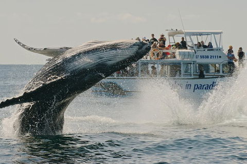Half-Day Whale Watching And Canal Cruise From Surfers Paradise - Melbourne Tourism 3