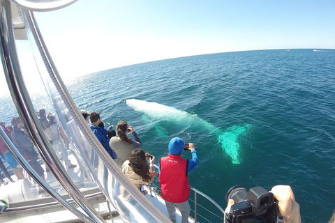 Half-Day Whale Watching And Canal Cruise From Surfers Paradise - Melbourne Tourism 6
