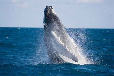 Half-Day Whale Watching And Canal Cruise From Surfers Paradise - Melbourne Tourism 5