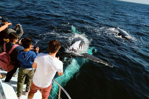 Half-Day Whale Watching And Canal Cruise From Surfers Paradise - Melbourne Tourism 2