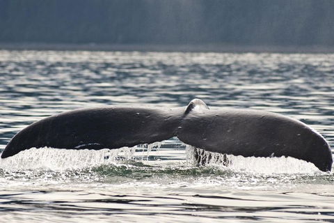 Half-Day Whale Watching And Canal Cruise From Surfers Paradise - Melbourne Tourism 7