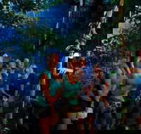 Daintree Rainforest Night Walk from Cape Tribulation - Melbourne Tourism