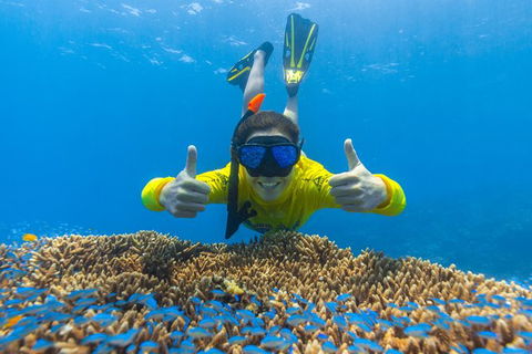 Ocean Safari Great Barrier Reef Experience In Cape Tribulation - Melbourne Tourism 5