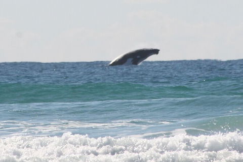 10-Day Surf Adventure From Brisbane To Sydney Including Coffs Harbour, Byron Bay And Gold Coast - Melbourne Tourism 6