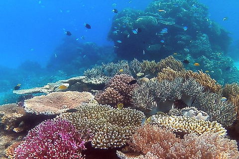Great Barrier Reef Dive And Snorkel Cruise From Mission Beach - Melbourne Tourism 4