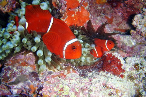 Great Barrier Reef Dive And Snorkel Cruise From Mission Beach - Melbourne Tourism 6