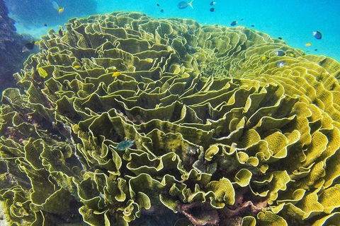 Great Barrier Reef Dive And Snorkel Cruise From Mission Beach - Melbourne Tourism 5