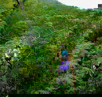 Tamborine Mountain Daily Service Treetop Challenge and Thunderbird Park - Melbourne Tourism
