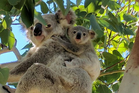 Magnetic Island Tour: Maggie Comprehensive - Melbourne Tourism 4
