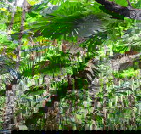 Cape Tribulation Daintree Rainforest and Wildlife Tour - Melbourne Tourism