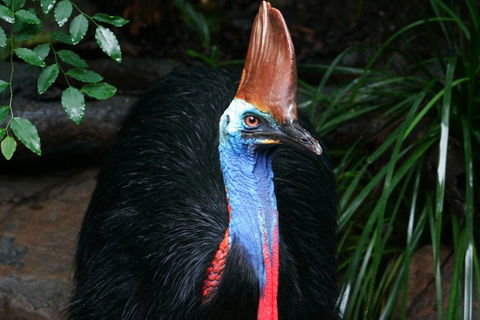 Cape Tribulation, Daintree Rainforest And Wildlife Tour - Melbourne Tourism 1