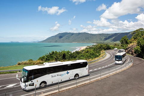 Cape Tribulation, Daintree Rainforest And Wildlife Tour - Melbourne Tourism 3
