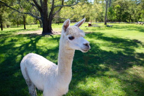 Half Day Animal Tour - Melbourne Tourism 2