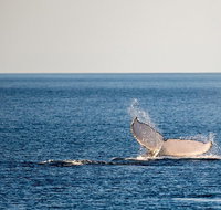 Whale Watching Ocean Tour
