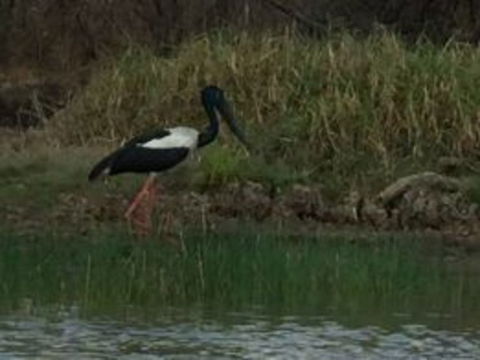 1 Day Corroboree Billabong Wetland Experience Including 2.5 Hour Cruise + Lunch - Melbourne Tourism 3