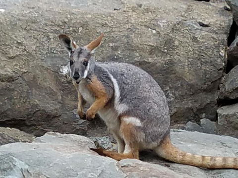 All Inclusive Blue Mountains Small-Group Day Trip From Sydney - Melbourne Tourism 4